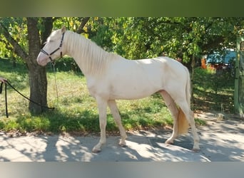 Andalusier, Hingst, 3 år, 154 cm, Cremello