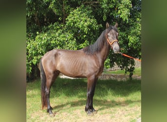 Andalusier, Hingst, 3 år, 154 cm, Grå-röd-brun