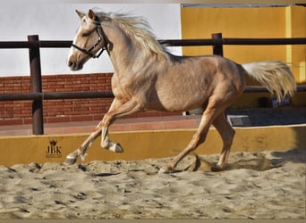 Andalusier Blandning, Hingst, 3 år, 154 cm, Palomino