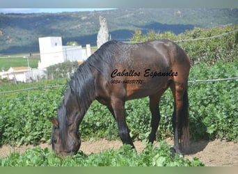 Andalusier, Hingst, 3 år, 155 cm, Brun