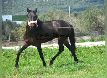 Andalusier, Hingst, 3 år, 155 cm, Brun