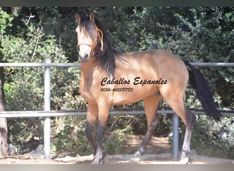 Andalusier, Hingst, 3 år, 155 cm, Gulbrun