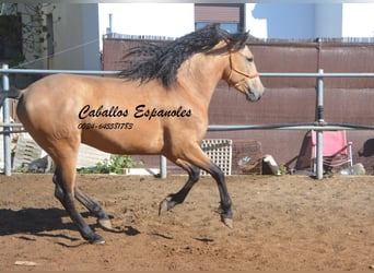 Andalusier, Hingst, 3 år, 155 cm, Gulbrun