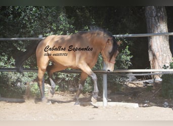 Andalusier, Hingst, 3 år, 155 cm, Gulbrun