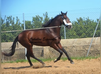 Andalusier, Hingst, 3 år, 156 cm, Brun