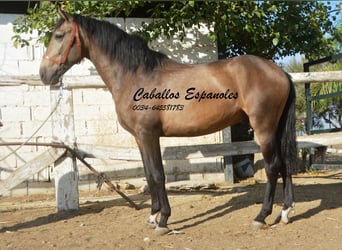 Andalusier, Hingst, 3 år, 157 cm, Gulbrun
