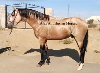 Andalusier, Hingst, 3 år, 158 cm, Gulbrun