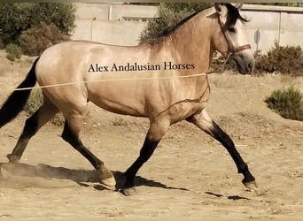 Andalusier, Hingst, 3 år, 158 cm, Gulbrun