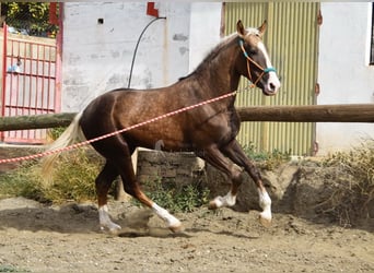 Andalusier, Hingst, 3 år, 160 cm, Palomino