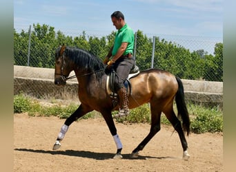 Andalusier, Hingst, 3 år, 161 cm, Black