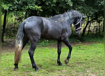 Andalusier, Hingst, 3 år, 161 cm, Grå-mörk-brun