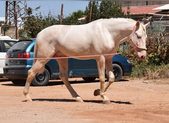 Andalusier, Hingst, 3 år, 162 cm, Cremello