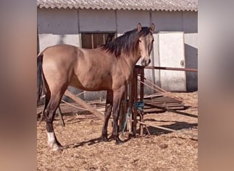 Andalusier Blandning, Hingst, 3 år, 162 cm, Gulbrun