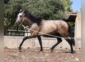 Andalusier, Hingst, 3 år, 162 cm, Gulbrun