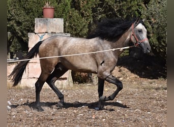 Andalusier, Hingst, 3 år, 162 cm, Gulbrun