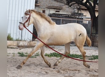 Andalusier, Hingst, 3 år, 162 cm, Perlino