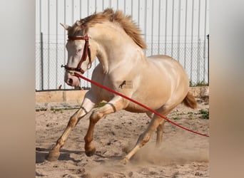 Andalusier, Hingst, 3 år, 162 cm, Perlino