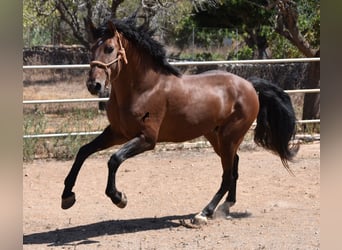 Andalusier, Hingst, 3 år, 166 cm, Brun