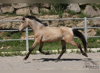 Andalusier, Hingst, 3 år, Gulbrun