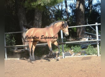 Andalusier, Hingst, 4 år, 155 cm, Gulbrun