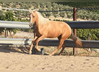 Andalusier, Hingst, 4 år, 155 cm, Palomino
