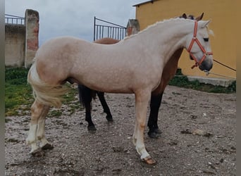 Andalusier, Hingst, 4 år, 157 cm, Palomino