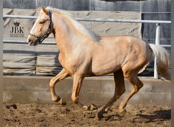 Andalusier Blandning, Hingst, 4 år, 157 cm, Palomino