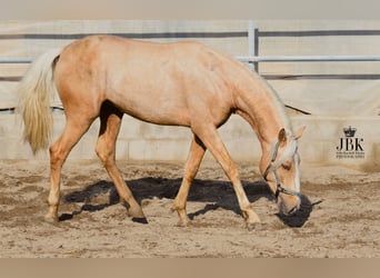 Andalusier Blandning, Hingst, 4 år, 157 cm, Palomino