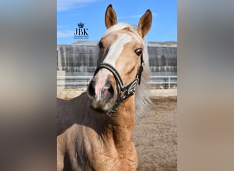 Andalusier Blandning, Hingst, 4 år, 157 cm, Palomino