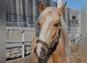 Andalusier Blandning, Hingst, 4 år, 157 cm, Palomino