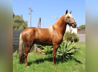 Andalusier, Hingst, 4 år, 160 cm, Palomino