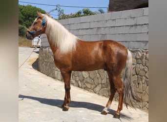 Andalusier, Hingst, 4 år, 160 cm, Palomino