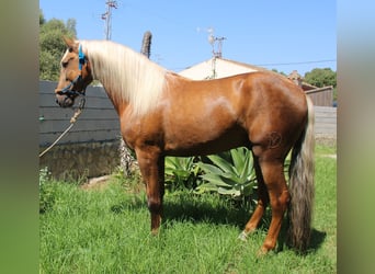 Andalusier, Hingst, 4 år, 160 cm, Palomino