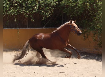 Andalusier, Hingst, 4 år, 160 cm, Palomino