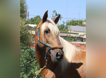 Andalusier, Hingst, 4 år, 160 cm, Palomino