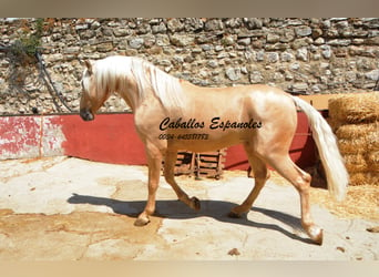 Andalusier, Hingst, 4 år, 160 cm, Palomino
