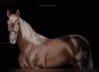 Andalusier, Hingst, 4 år, 163 cm, Palomino