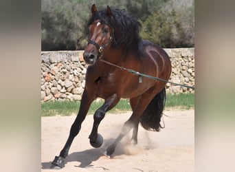 Andalusier, Hengst, 4 Jahre, 164 cm, Brauner