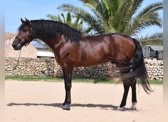 Andalusier, Hengst, 4 Jahre, 164 cm, Brauner