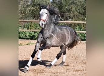 Andalusier, Hingst, 4 år, 165 cm, Gråskimmel