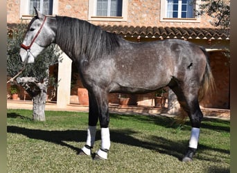 Andalusier, Hingst, 4 år, 165 cm, Gråskimmel