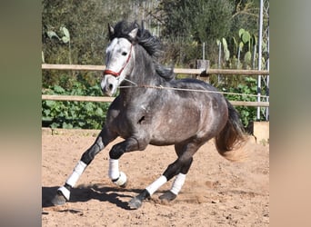 Andalusier, Hingst, 4 år, 165 cm, Gråskimmel