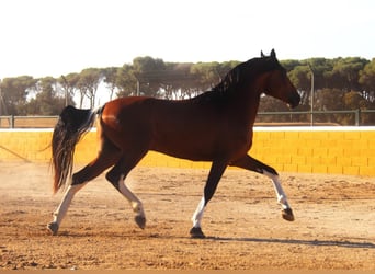 Andalusier, Hingst, 4 år, 167 cm, Brun