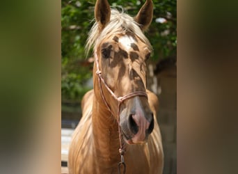 Andalusier, Hingst, 4 år, 168 cm, Pinto