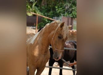 Andalusier, Hingst, 4 år, 168 cm, Pinto