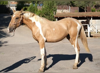 Andalusier, Hingst, 4 år, 168 cm, Pinto