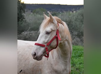 Andalusier, Hingst, 5 år, 153 cm, Perlino
