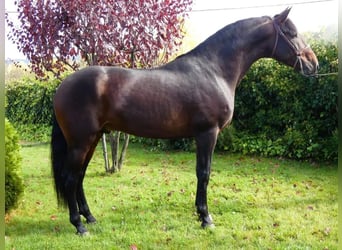 Andalusier, Hingst, 5 år, 170 cm, Mörkbrun