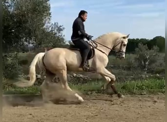 Andalusier, Hingst, 5 år, 170 cm, Palomino