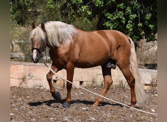 Andalusier, Hingst, 6 år, 160 cm, Palomino